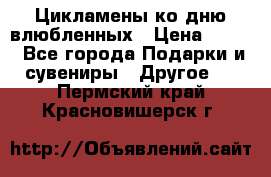 Цикламены ко дню влюбленных › Цена ­ 180 - Все города Подарки и сувениры » Другое   . Пермский край,Красновишерск г.